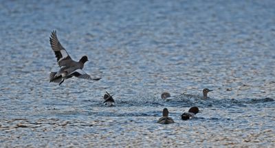 Wigeon