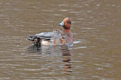 Wigeon