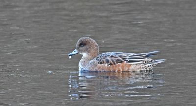 Wigeon