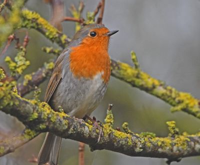 Robin