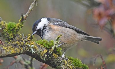 Coal Tit