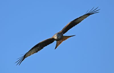 Red Kite