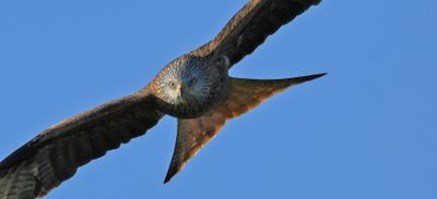 Red Kite