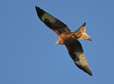 Red Kite
