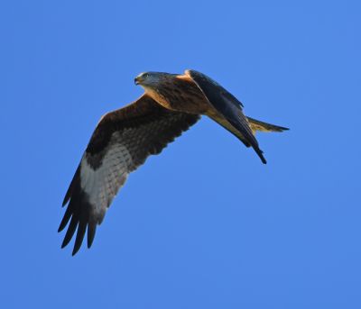 Red Kite