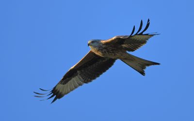 Red Kite