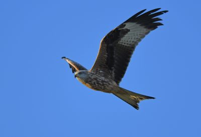 Red Kite