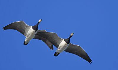 Barnacle Goose