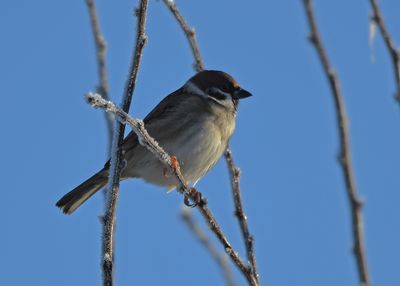 Tree Sparrow
