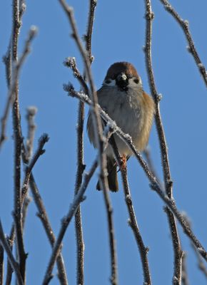 Tree Sparrow