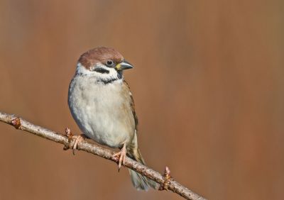 Tree Sparrow