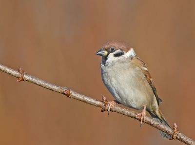 Tree Sparrow