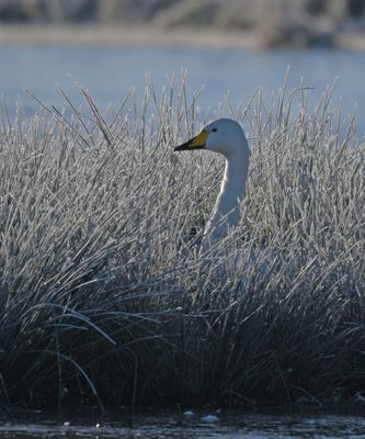 Whooper Swan