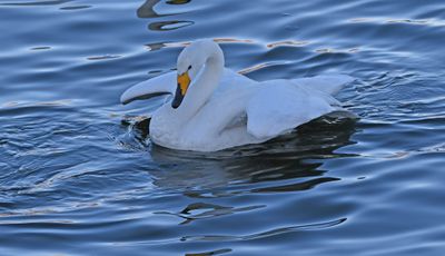 Whooper Swan