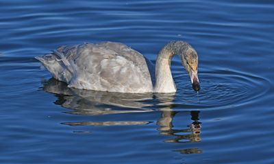 Whooper Swan