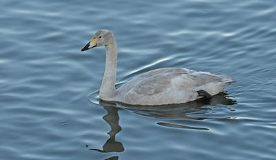 Whooper Swan