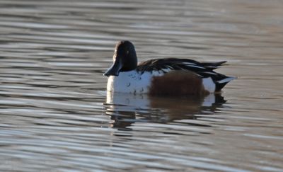 Shoveler