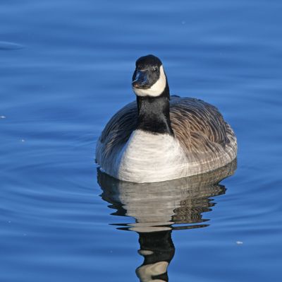 Canada Goose