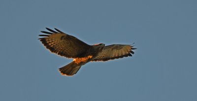 Buzzard