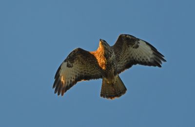 Buzzard