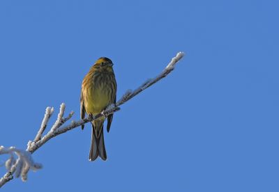 Yellowhammer