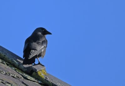 Jackdaw