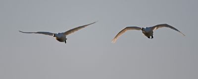Whooper Swan