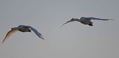 Whooper Swan
