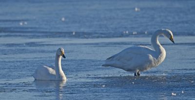 Whooper Swan