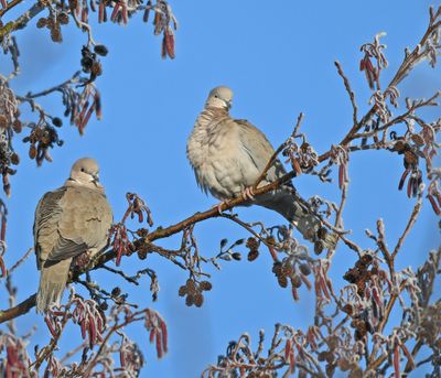 Collared Dove