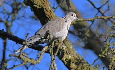 Collared Dove