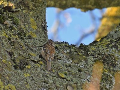 Treecreeper