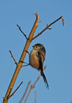 Long-tailed Tit