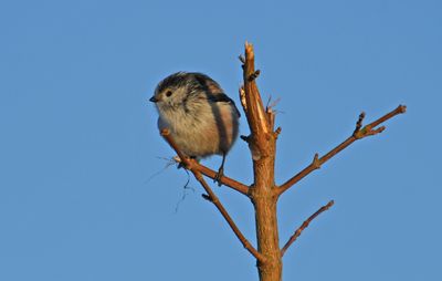 Long-tailed Tit