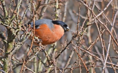 Bullfinch