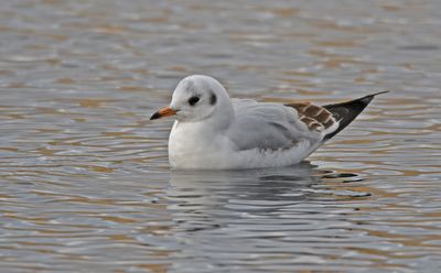 Black-headed Gull