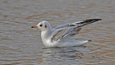 Black-headed Gull