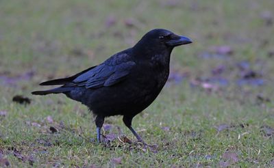 Carrion Crow