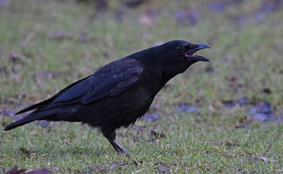 Carrion Crow