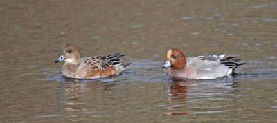 Wigeon
