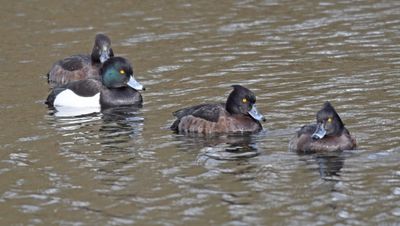 Tufted Duck