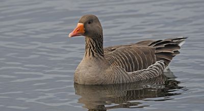 Greylag Goose