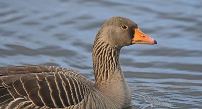 Greylag Goose