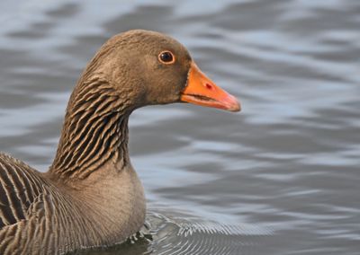 Greylag Goose
