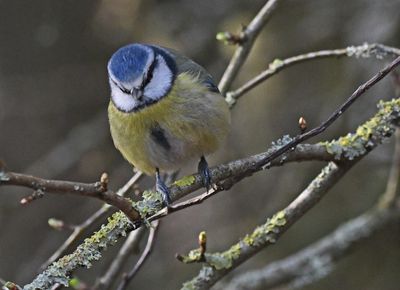 Blue Tit
