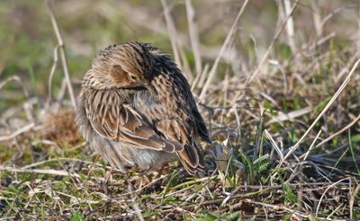Skylark