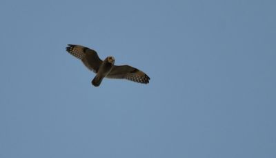 Short-eared Owl