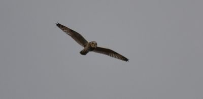 Short-eared Owl