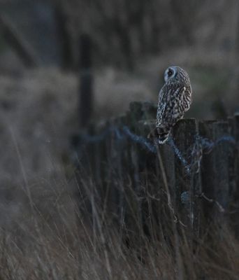 Short-eared Owl