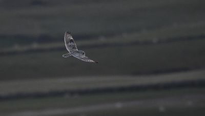 Short-eared Owl